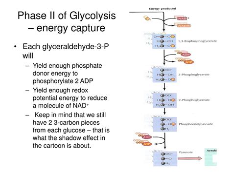 Ppt Glycolysis I Powerpoint Presentation Free Download Id 3804950