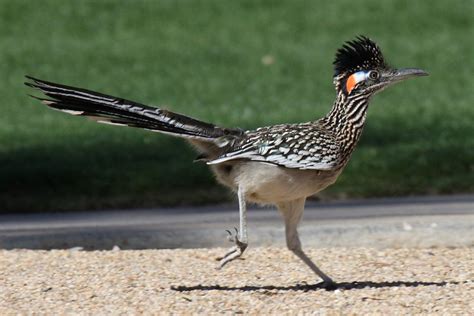 Pictures of State Birds - Photo Gallery