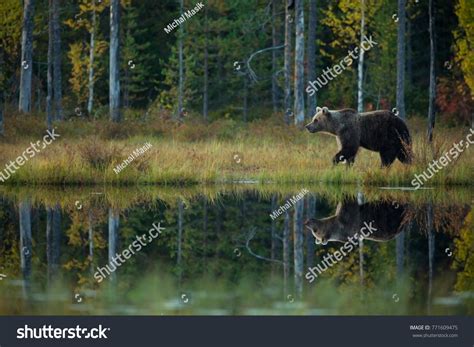 Brown Bear Finnish Countryside Autumn Finland Stock Photo 771609475 ...