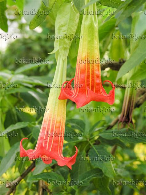 Image Red Angels Trumpet Brugmansia Sanguinea 422006 Images Of