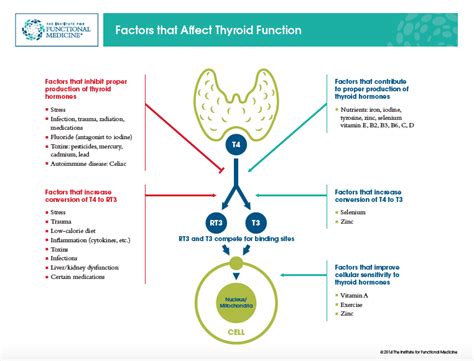 A Functional Medicine Approach To Hashimotos Thyroiditis And