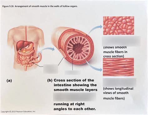 Muscle: Arrangement of smooth muscle in the walls of hollow organs ...