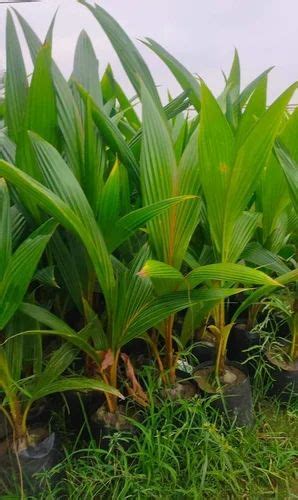 Green Well Watered Tiptur Tall Coconut Plant For Garden At Rs