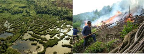 Slash and Burn and Wetland Agriculture - History and Topography