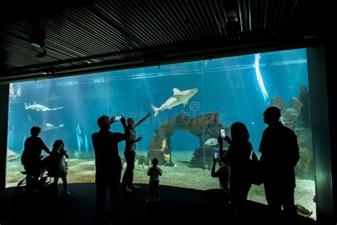 Aquarium of Genoa, Italy editorial photo. Image of visit - 100593211