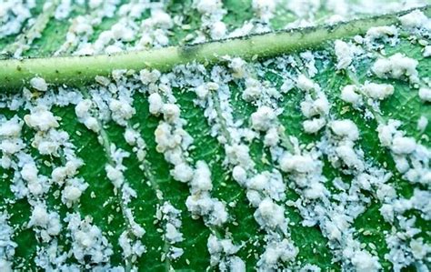 How To Exterminate Mealybugs Quickly Ultimate Guide Defiel