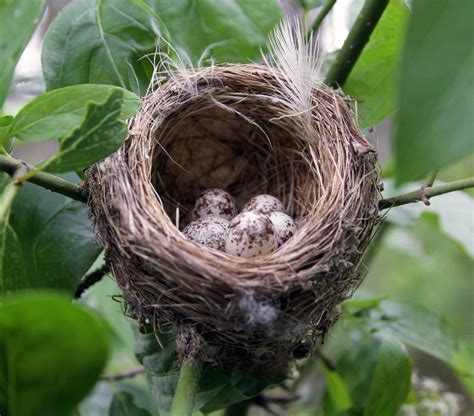 11 Fascinating Warbler Bird Facts You Should Know - Birds and Blooms