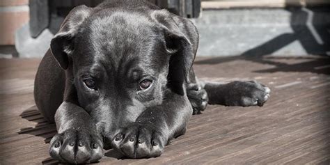 Como Acalmar Cachorros Com Medo De Fogos De Artifício Cão Cidadão