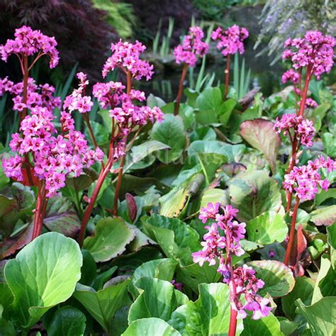 Bergenia | Bergenia Flower