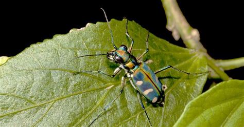 Tiger Beetle: Why Some Subspecies Are Endangered