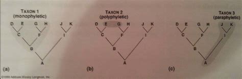 Chapter 2 The Tree Of Life Classification And Phylogeny Flashcards