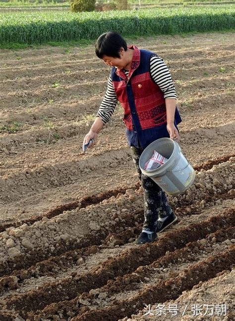 春播種早熟玉米，生活希望全在田間地頭 每日頭條