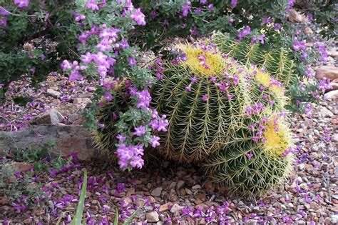 Are Cacti Edible? (5 Types Of Cactus You Can Eat) - CactusCare