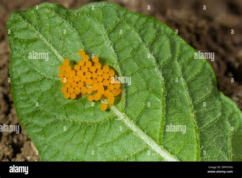 Colorado potato beetle eggs eat potato leaves, Leptinotarsa ...