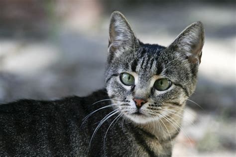 Razas De Gatos Atigrados Descubre Cu Les Son Y Todas Las