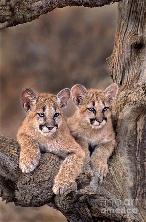 Mountain Lion Cubs Facts