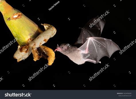 Lonchophylla Robusta Orange Nectar Bat Bat Stock Photo 1623436285