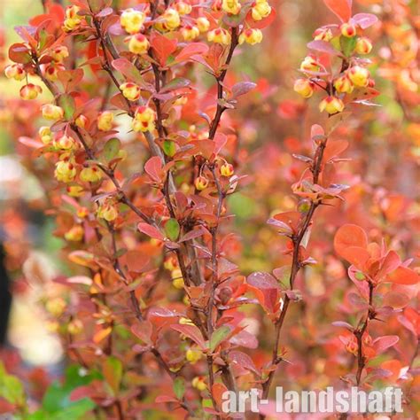 Барбарис Тунберга "Orange Tower" (Орандж Таэр) - купить в Екатеринбурге