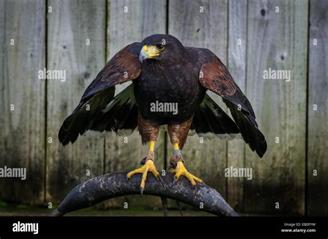 A Harris Hawk Bird Of Prey Photographed At Puxton Park In Somerset