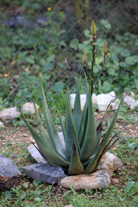 Aloe Wickensii Plants Aloe Flowers