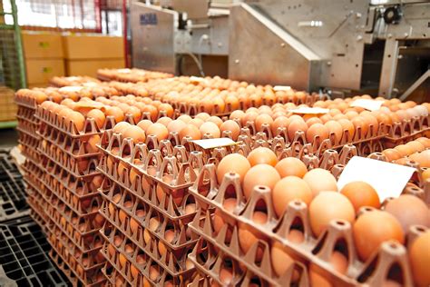 Bio Eier - Biobauernhof Reinhold Müller