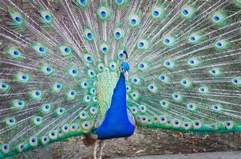 colorful peacock plumage  stock photo public domain pictures