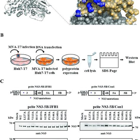 Identification of amino acids on the NS3 protease domain important for ... 