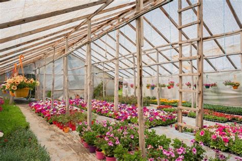 Wooden Greenhouses: An Expert's Guide - My Green house tips