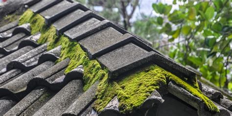 How To Stop Moss Growing On Roof Tiles Roofing Megastore