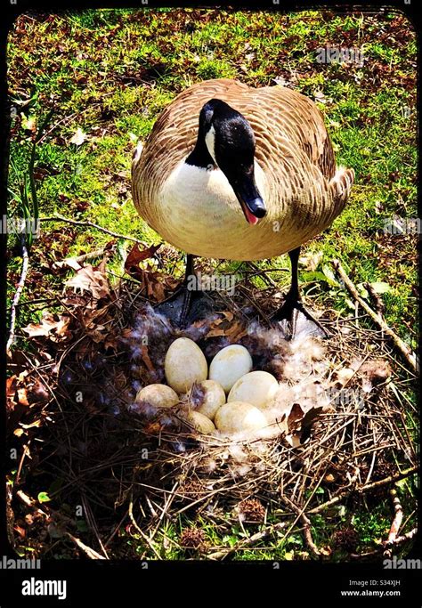 Canadian goose at nest with eggs, hissing Stock Photo - Alamy