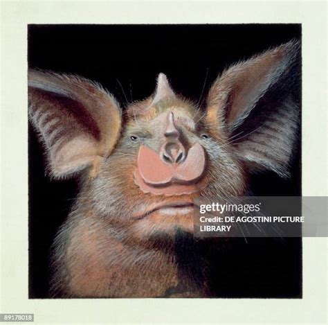 Bat Ears Photos and Premium High Res Pictures - Getty Images