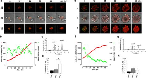 monitoring  cell cycle  fucci taste bud organoids taste bud