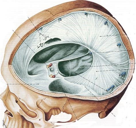 Dural Septa 1 Diagram Quizlet