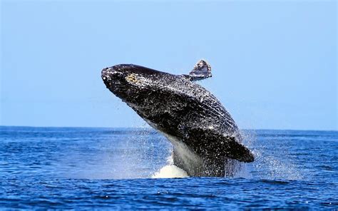 Humpback Whale Wallpapers Wallpaper Cave