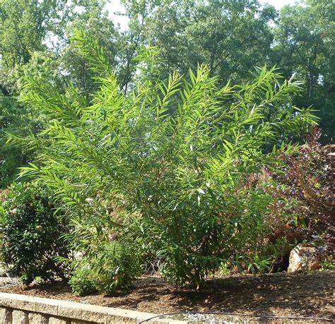 Cheryl S Cents Worth Growing Pussy Willows And Curly Willows