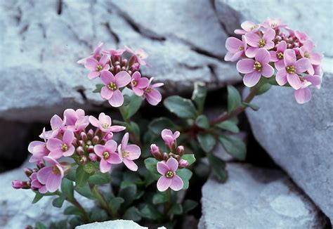 Flower Gallery :: Cruciferae :: 563_06