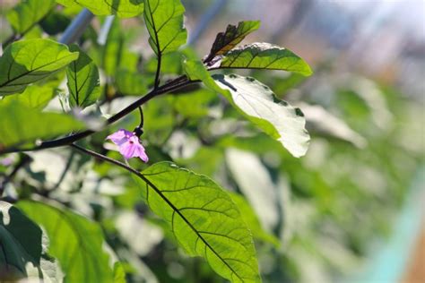 ナスを長くたくさん収穫するための摘芯のやり方は？