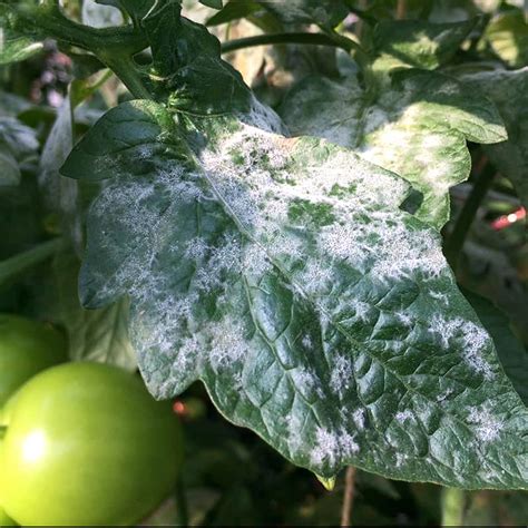 How To Treat Prevent Powdery Mildew Pm Trifecta Natural