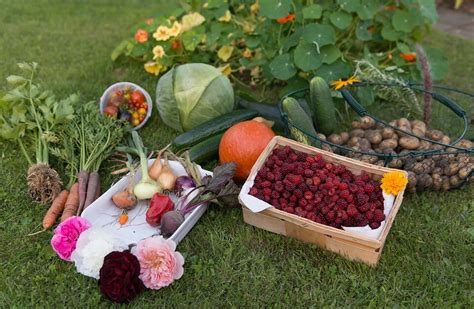 Orto In Autunno Cosa Coltivare Per Avere Ortaggi E Verdure A Km Zero