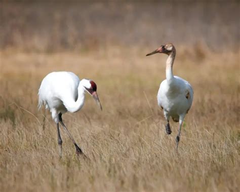 Whooping Crane - Facts, Diet, Habitat & Pictures on Animalia.bio