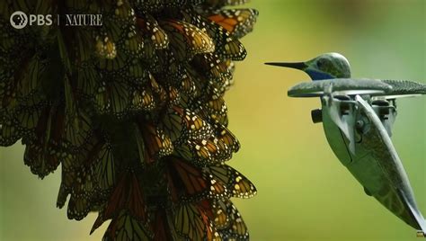 Watch a Breathtaking Monarch Butterfly Swarm | Simply Amazing Stuff