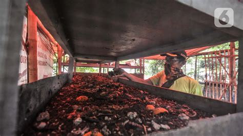 Potensi Larva Lalat Prajurit Hitam Bantu Uraikan Masalah Sampah Popok