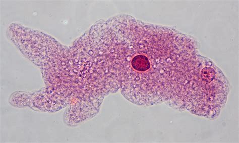amoeba  microscope  observe protozoan microorganisms