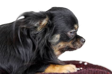 Chiwawa - Bilder und Stockfotos - iStock