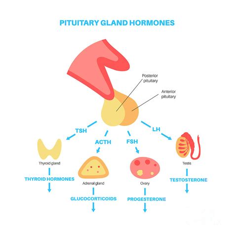 Pituitary Gland Hormones Photograph By Pikovit Science Photo