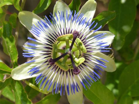 Fotos gratis pétalo botánica flora flor silvestre Flor de la