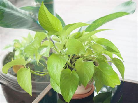 How Much Light do Pothos Need? - Plant Index