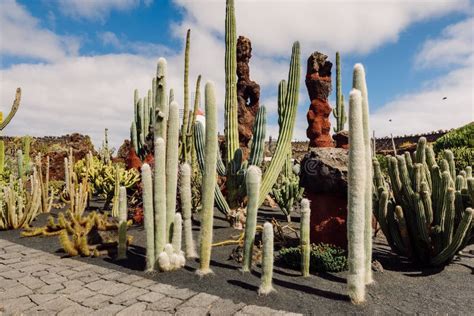 Cactus Garden in Lanzarote, Canary Islands Stock Photo - Image of ...