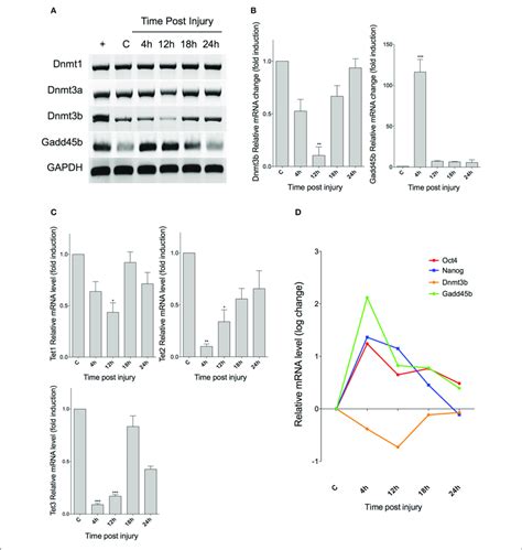 Expression Of Markers Associated To Dna Methylation And Demethylation