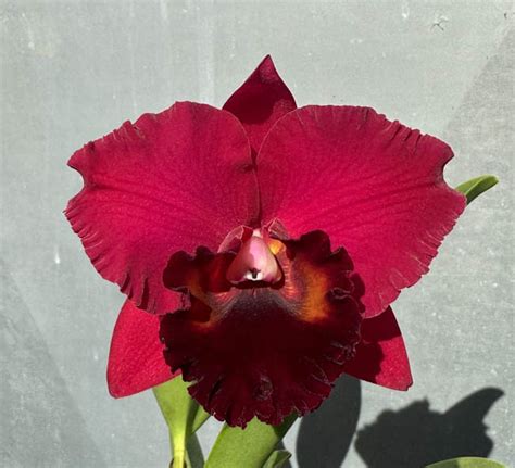 Sunset Valley Orchids Superior Hybrids For Orchid Growers